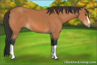 Horse Color:Bay Splash 