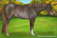 Horse Color:Liver Chestnut Rabicano 