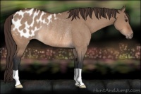 Horse Color:Brown Dun Appaloosa Rabicano 