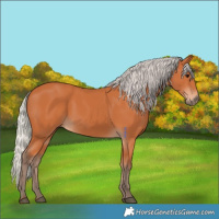 Horse Color:Silver Bay 