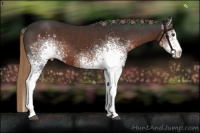 Horse Color:White Spotted Liver Chestnut 