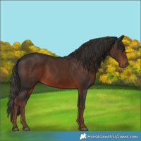 Horse Color:Liver Chestnut 
