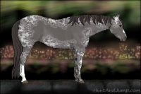 Horse Color:Smoky Black Ice