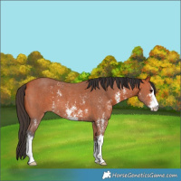Horse Color:Bay Sabino 