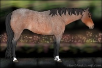 Horse Color:Bay Roan 