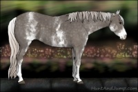 Horse Color:White Spotted Silver Black 