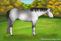 Horse Color:Gray White Spotted Grullo 