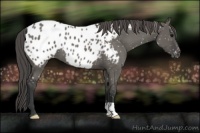 Horse Color:Grullo Appaloosa 