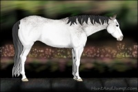 Horse Color:White Spotted Grullo Splash 