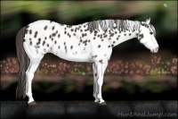 Horse Color:White Spotted Liver Chestnut Appaloosa Rabicano
