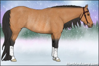 Horse Color:Bay Rabicano