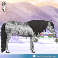 Horse Color:Black Ice Splash 