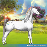 Horse Color:Black Splash Appaloosa 