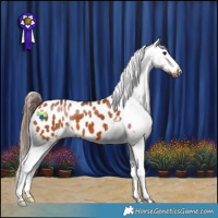 Horse Color:Bay Appaloosa 