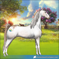 Horse Color:Chestnut Appaloosa 