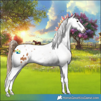 Horse Color:Chestnut Splash Tobiano Appaloosa 