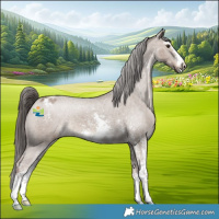 Horse Color:Liver Red Dun Sabino Appaloosa 