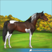 Horse Color:Liver Chestnut Tobiano 