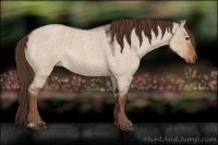 Horse Color:Liver Red Dun Roan Rabicano 