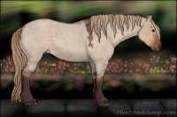 Horse Color:Liver Red Dun Roan Rabicano 