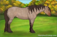Horse Color:Liver Red Dun Roan 