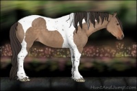 Horse Color:Liver Red Dun Tobiano 