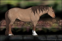 Horse Color:Liver Red Dun Tobiano Rabicano 