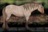 Horse Color:Liver Red Dun Roan 