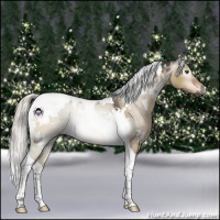Horse Color:Gray White Spotted Silver Brown Dun Tobiano 