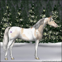 Horse Color:White Spotted Silver Sable Champagne Dun Tobiano 