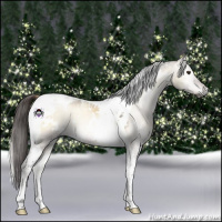 Horse Color:Gray White Spotted Liver Red Dun Onyx Tobiano 