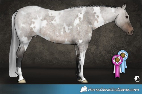 Horse Color:White Spotted Brown Roan Dun 