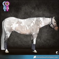 Horse Color:White Spotted Brown Roan Dun 