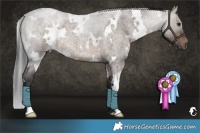 Horse Color:White Spotted Brown Roan Dun 