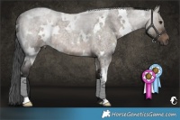 Horse Color:White Spotted Brown Roan Dun 