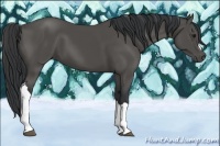 Horse Color:Black 
