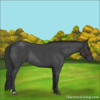 Horse Color:Blue Roan Rabicano 