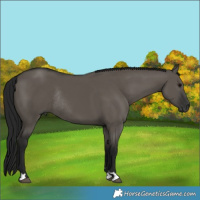 Horse Color:Gray Grullo Rabicano