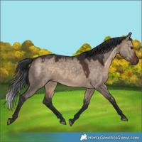 Horse Color:Brown Dun 