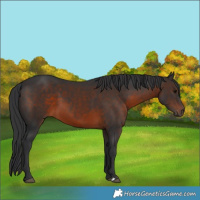 Horse Color:Brown 