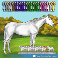 Horse Color:Gray Silver Perlino Splash Near Leopard 
