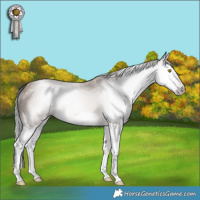 Horse Color:Gray Sable Champagne Splash 
