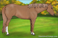 Horse Color:Red Roan Tobiano 