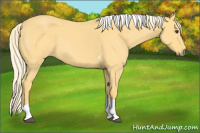 Horse Color:Palomino Roan Tobiano 