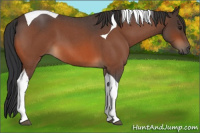 Horse Color:Brown Roan Tobiano 