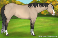 Horse Color:Bay Dun Splash 