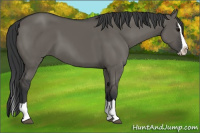 Horse Color:Grullo Splash 
