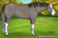 Horse Color:Grullo Splash 
