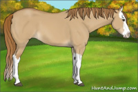 Horse Color:Red Dun Splash 
