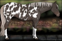 Horse Color:Silver Black Tobiano Appaloosa Rabicano
